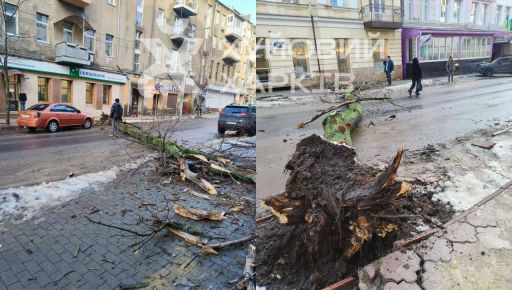 У центрі Харкова на дорогу впало велике дерево: Кадри з місця