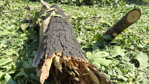 Россияне КАБом уничтожили восемь крупных деревьев в Центральном парке Харькова