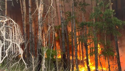 Під Харковом через російських обстріл спалахнув ліс науково-дослідної станції