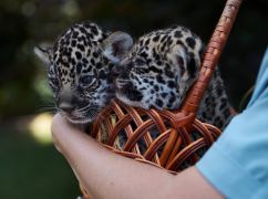 Терехов назвав результати конкурсу на клички для народжених у Харкові кошенят ягуара