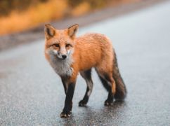 В Харькове стало больше лис: Как избежать опасности