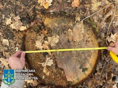 Чорні лісоруби на Харківщині вирубали 200 дерев на 1,6 млн грн