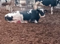 Поліція оприлюднила фото з ферми на Харківщині, де загинула худоба