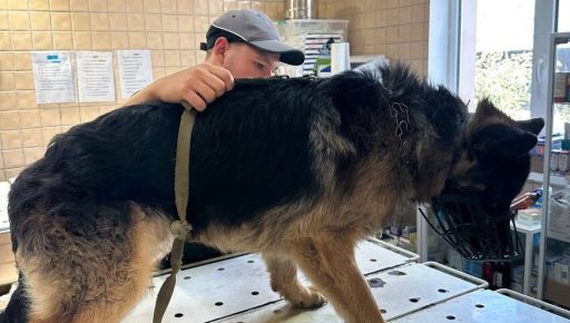 В Харькове спасли немецкую овчарку, которая была привязана в подвале