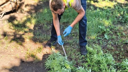 У Харкові викрили двох чоловіків, які вирощували коноплі у себе вдома