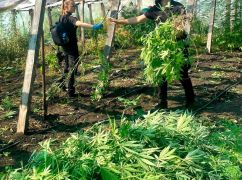 Полицейские нашли парник, засаженный 300 кустами конопли на Харьковщине