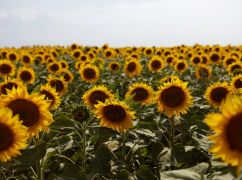 Мы помним: 29 августа - день памяти погибших героев Украины