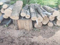 На Харківщині викрили "чорного лісоруба", який завдав збитків на 200 тис. грн