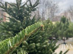 Какую елку купить на праздники: сравниваем живую и искусственную