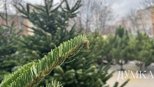 Какую елку купить на праздники: сравниваем живую и искусственную