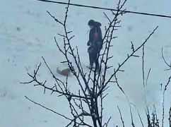 В Харькове полиция проверяет видео с возможным издевательством над собакой