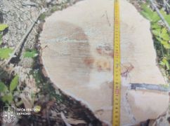 В Харьковской области в суд передали дело "черного лесоруба", действия которого оценили в 200 тыс. грн убытков