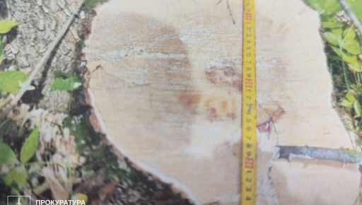 В Харьковской области в суд передали дело "черного лесоруба", действия которого оценили в 200 тыс. грн убытков