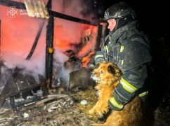У Куп&rsquo;янському районі рятувальники винесли з вогню маленького песика