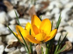 Харьковские газоны начали цвести: фото из Центрального парка