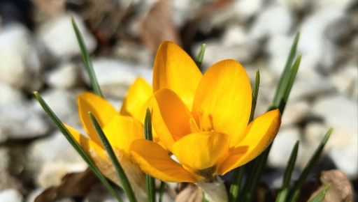 Харьковские газоны начали цвести: фото из Центрального парка