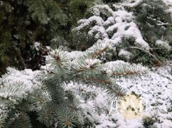 В Харькове начался апрельский снегопад