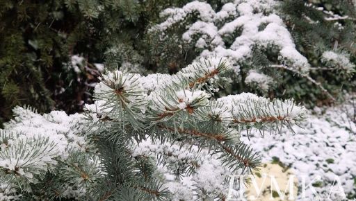 У Харкові розпочався квітневий снігопад