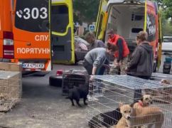Из Волчанска за 40 дней под обстрелами эвакуировали более тысячи животных: кадры спасения