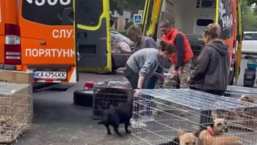 Із Вовчанська за 40 днів під обстрілами евакуювали понад тисячу тварин: кадри порятунку