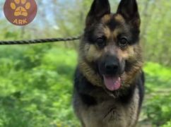 На Харківщині шукають родини для трьох вівчарок, яких евакуювали з прифронтових територій