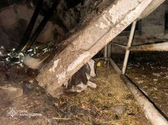 Стало відомо, чи будуть релокувати ферму на Харківщині після удару РФ