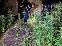 В Харьковской области полиция заявила, что нашла частную плантацию конопли: кадры с места