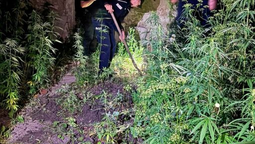 На Харківщині поліція заявила, що знайшла приватну плантацію коноплі: кадри з місця