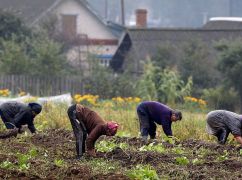 Сезонная подработка в поле: что важно знать во время трудоустройства