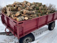 На Харьковщине мужчина незаконно вырубил деревья более чем на 110 тыс. грн