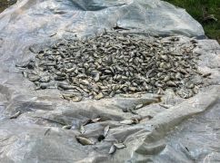 Стало відомо, скільки риби загинуло у водоймі на Харківщині: кадри з місця