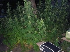 В Харьковской области мужчина выращивал во дворе более 500 наркосодержащих растений