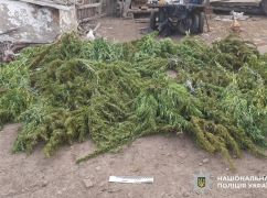В Харьковской области мужчина развел дома конопляный "огород", но его сдали полиции