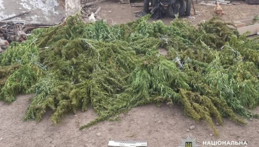 На Харківщині чоловік розвів удома конопляний "город", але його здали поліції