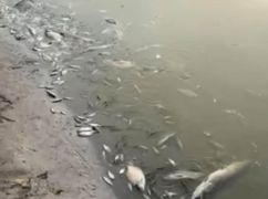 У річці Берестова на Харківщині зафіксовано мор риби (ФОТОФАКТ)