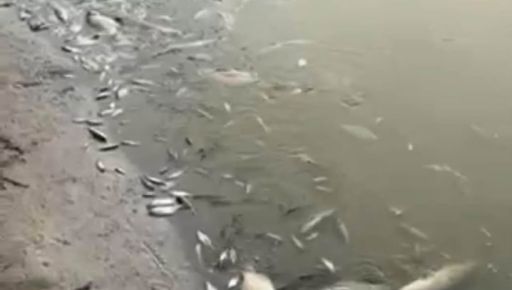 У річці Берестова на Харківщині зафіксовано мор риби (ФОТОФАКТ)
