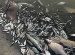 Загибель риби у Берестовій: на Харківщині розпочали перевірку