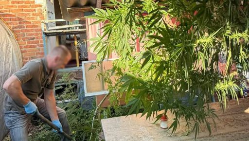 В Харьковской области мужчина выращивал коноплю в собственном дворе