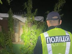 В Харьковской области полиция разоблачила мужчину, который выращивал коноплю во дворе