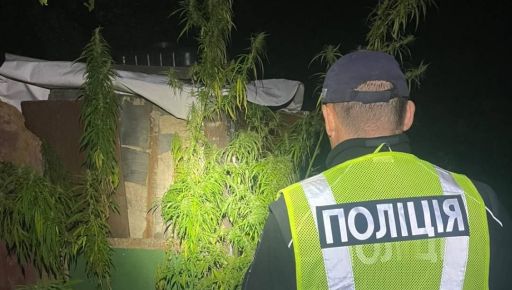 В Харьковской области полиция разоблачила мужчину, который выращивал коноплю во дворе