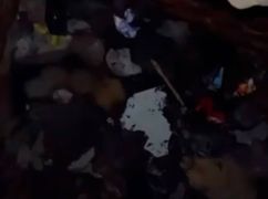 На Харківщині собака врятувала двох цуценят, які провалилися в туалет