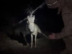 На Харківщині спецпризначенці врятували оленя, який рогами заплутався в антидроновій сітці