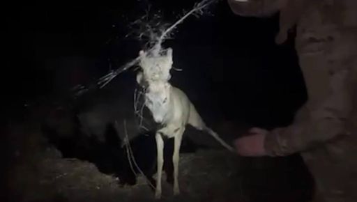 В Харьковской области спецназовцы спасли оленя, который запутался рогами в антидроновой сетке