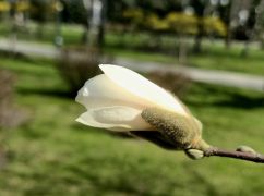 У Харкові зацвіла біла магнолія (ФОТОФАКТ)