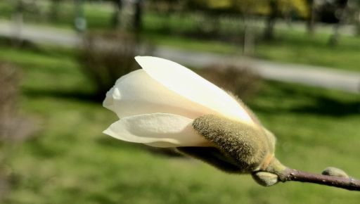 В Харькове зацвела белая магнолия (ФОТОФАКТ)