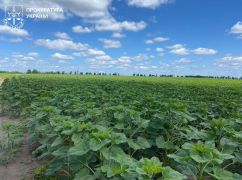 Засіяв пасовища соняшником: на Харківщині прокуратура вимагає повернути понад 240 га земель громаді