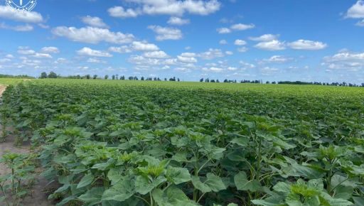 Засеял пастбища подсолнечником: в Харьковской области прокуратура требует вернуть более 240 га земель громаде
