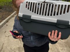 У Харкові врятували кота, який чотири дні просидів на дереві