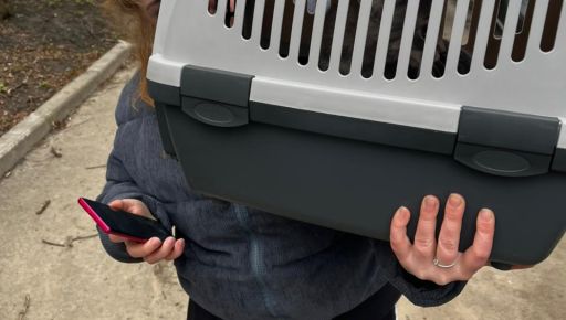 В Харькове спасли кота, который четыре дня просидел на дереве