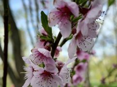 В центре Харькова зацвели персиковые деревья (ФОТОФАКТ)
